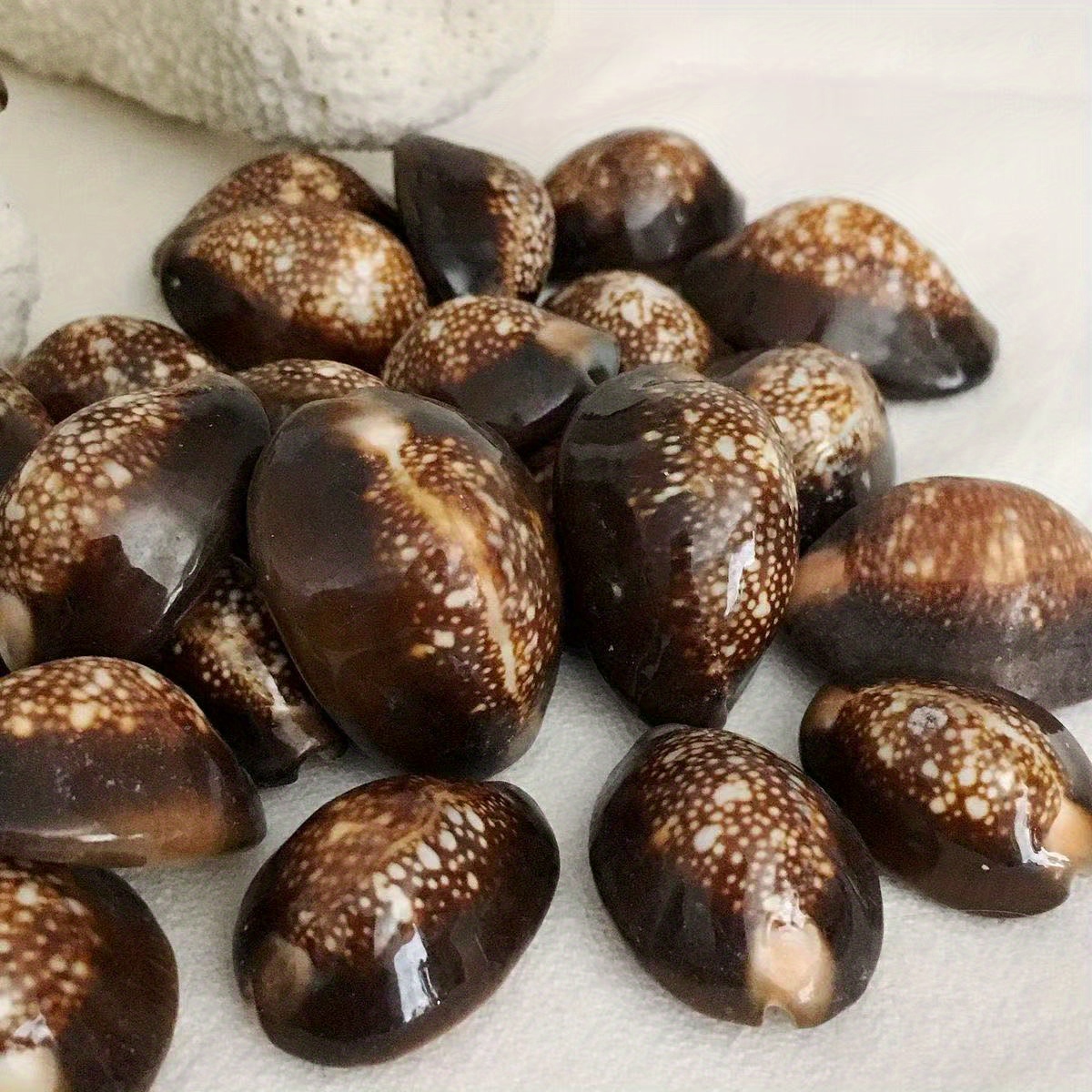 Resin Art Beach - 10Pcs Natural Brown Cowrie Shells for