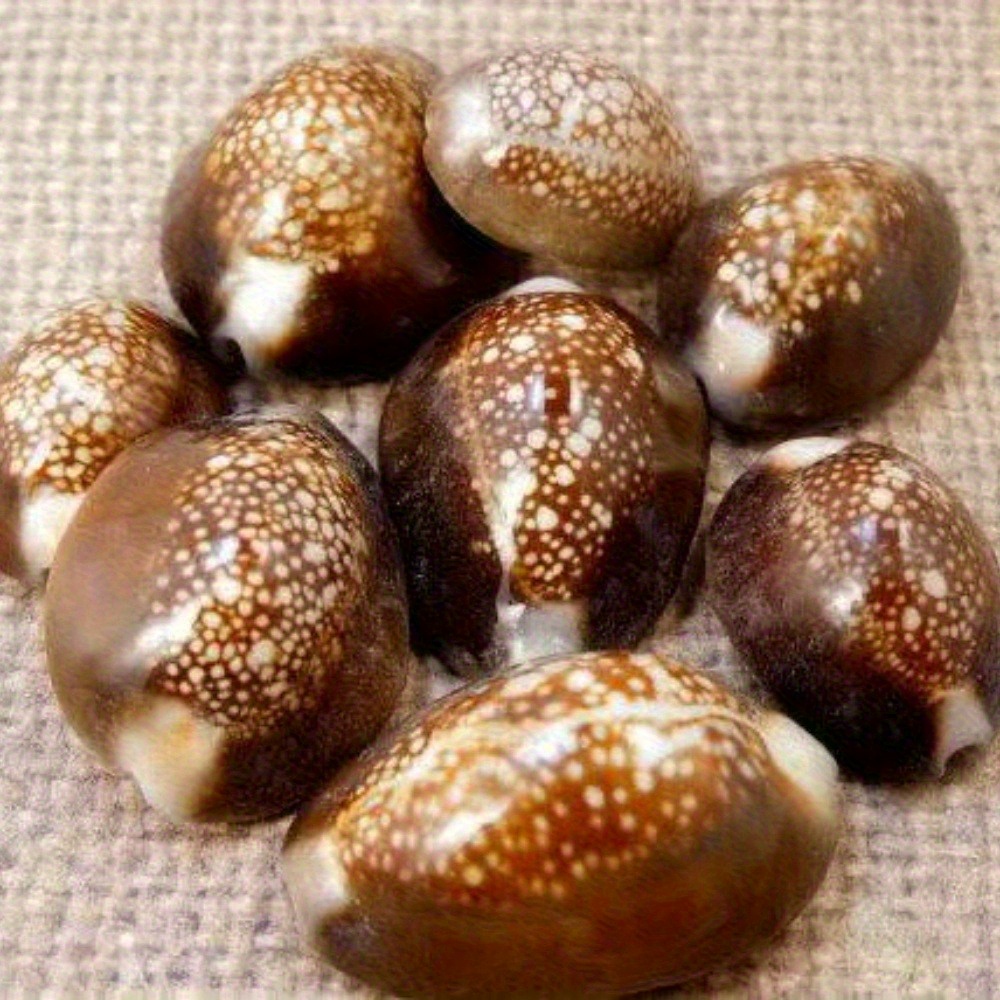 10Pcs Natural Brown Cowrie She - огляд і ціна Resin Art Beach