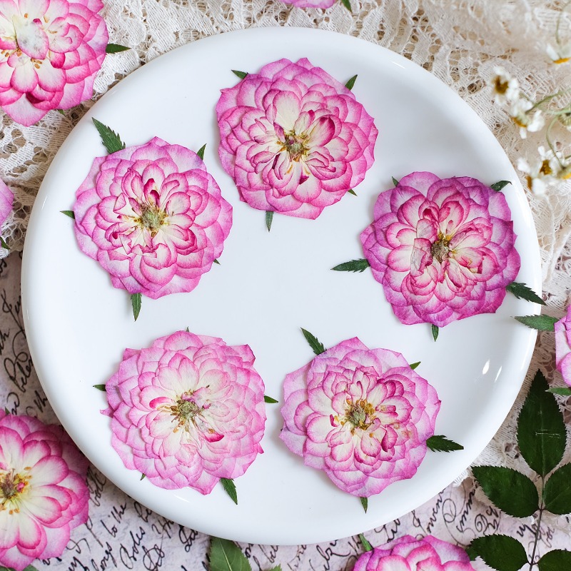 6pcs,Natural Rose Lotus Presse - огляд і ціна Resin Art Rose Petals