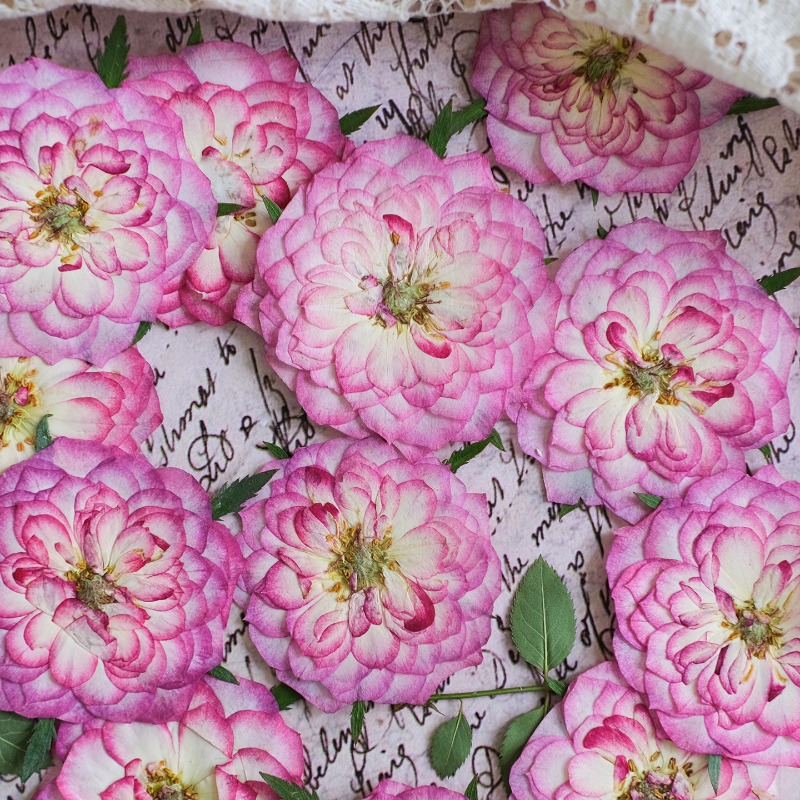 6pcs,Natural Rose Lotus Presse - огляд і ціна Resin Art Rose Petals