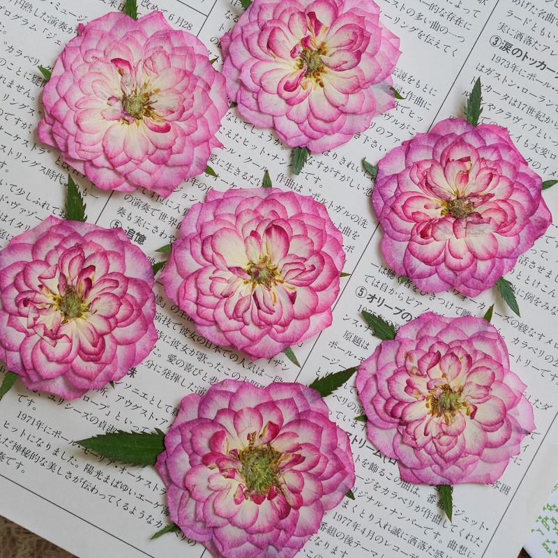 6pcs,Natural Rose Lotus Presse - огляд і ціна Resin Art Rose Petals